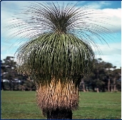 http://ih1.redbubble.net/work.5385997.1.flat,550x550,075,f.198208270031-protected-grass-tree-busselton.jpg